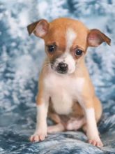 C.K.C MALE AND FEMALE CHIHUAHUA PUPPIES AVAILABLE