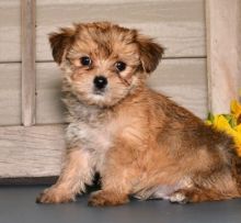 C.K.C MALE AND FEMALE Morkie PUPPIES AVAILABLE