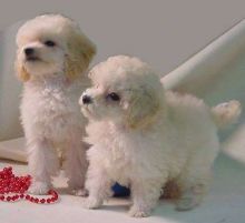 C.K.C MALE AND FEMALE Toy POODLE PUPPIES AVAILABLE