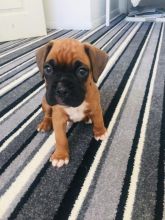 Cute Boxer puppies