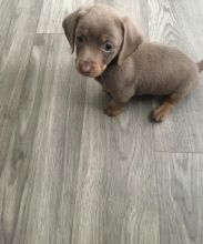 Daschund puppies