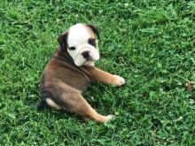 English Bulldog Puppies