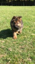 German Shepard puppies