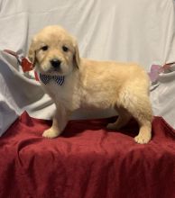 Golden Retriever puppies