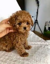 Nice looking Toy Poodle Puppies For New Re-Home.