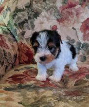 yorkie puppies
