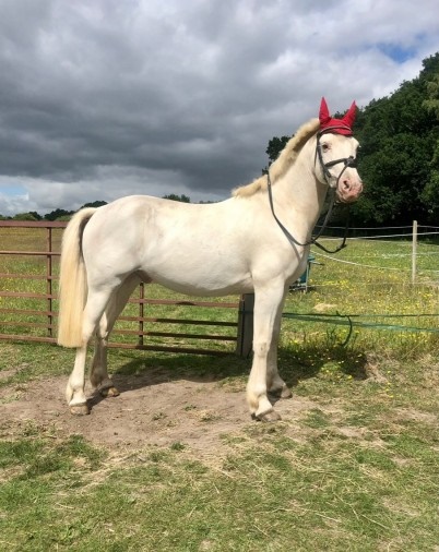 Bay Dun Friesian Gelding Image eClassifieds4u