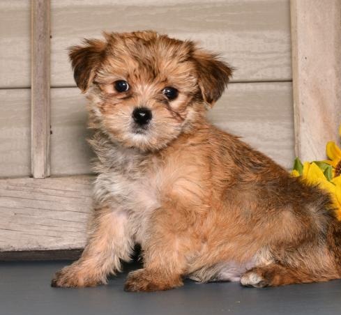 🟥🍁🟥 C.K.C Morkie PUPPIES AVAILABLE 🟥🍁🟥 Image eClassifieds4u