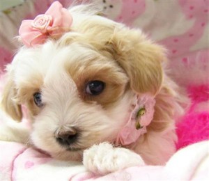 Cute Maltipoo Puppies Image eClassifieds4u