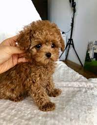 Cute Toy Poodle Puppies for Adoption Image eClassifieds4u
