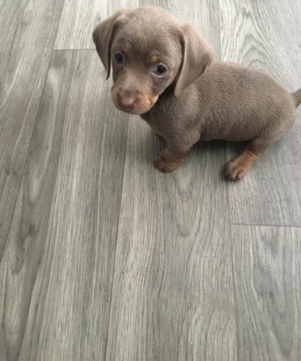 Daschund puppies Image eClassifieds4u