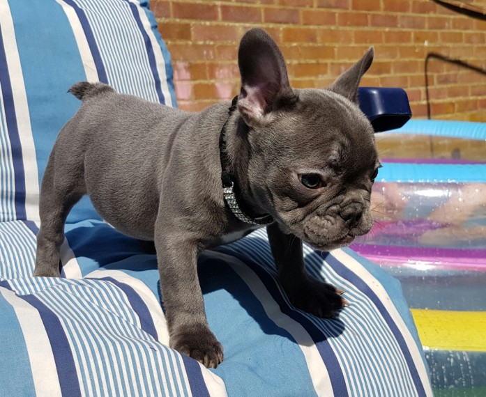 French Bulldog puppies Image eClassifieds4u