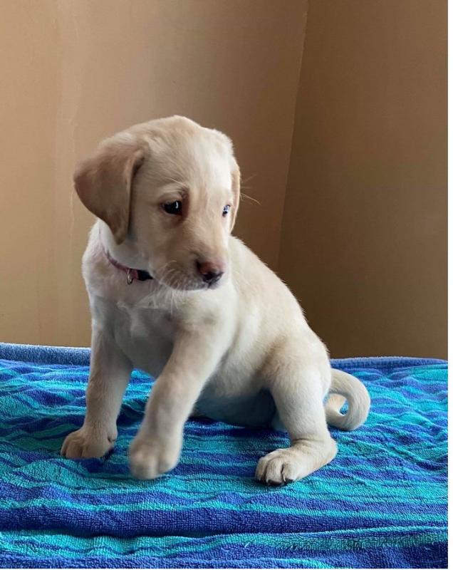 Labrador Retriever ready Image eClassifieds4u