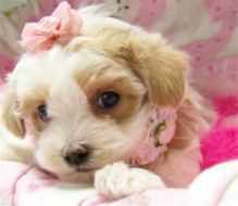 Adorable and tiny maltipoo puppies free adoption Image eClassifieds4U