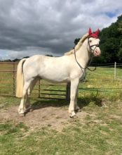 Bay Dun Friesian Gelding Image eClassifieds4U