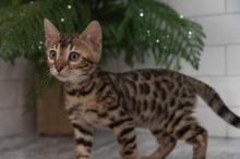 bengal kitten! Image eClassifieds4U