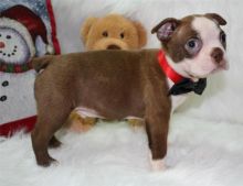 Boston terrier puppies Image eClassifieds4U