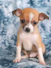 C.K.C MALE AND FEMALE CHIHUAHUA PUPPIES AVAILABLE Image eClassifieds4U