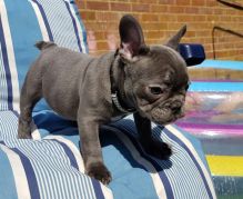 French Bulldog puppies Image eClassifieds4U