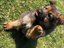 German Shepard puppies Image eClassifieds4u 2