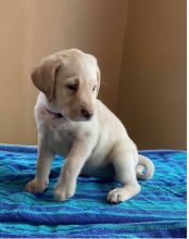 Labrador Retriever ready Image eClassifieds4U