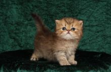 Persian kittens Image eClassifieds4U