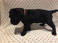 Precious pug Puppies Image eClassifieds4U