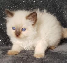 RAGDOLL kittens Image eClassifieds4U