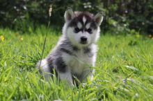 Ready Pomsky Puppies Text me Image eClassifieds4U