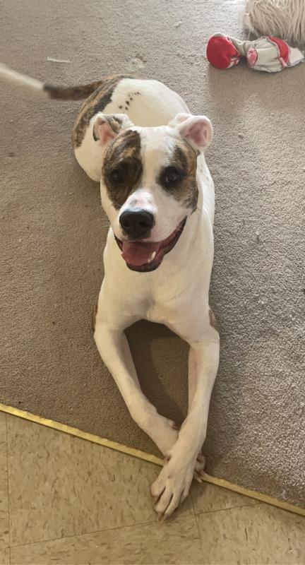 Male Pitbull STUD for sale Image eClassifieds4u