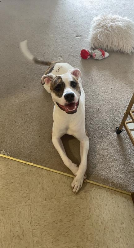 Male Pitbull STUD for sale Image eClassifieds4u