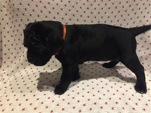 Precious pug Puppies Image eClassifieds4u