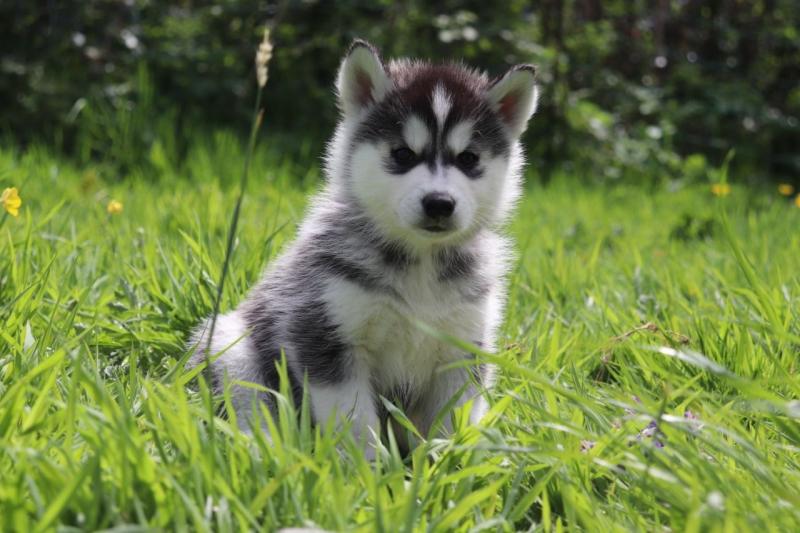 Ready Pomsky Puppies Text me Image eClassifieds4u