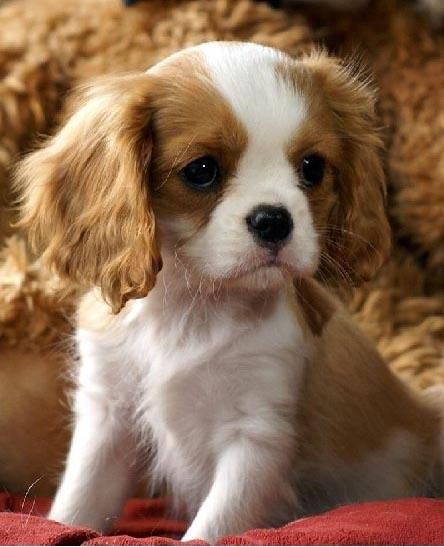 These marvelous male and female Cavalier King Charles puppies Image eClassifieds4u