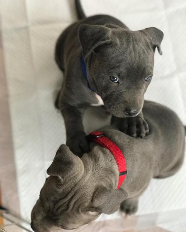 🐶🐶 BLUE NOSE 🐶🐶 AMERICAN PITBULL TERRIER PUPPIES Image eClassifieds4u
