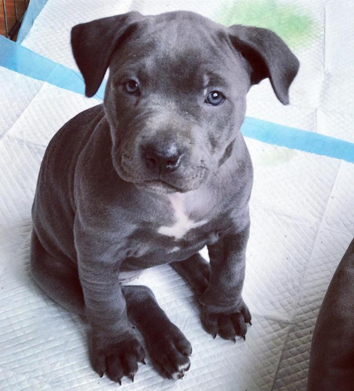 🐶🐶 BLUE NOSE 🐶🐶 AMERICAN PITBULL TERRIER PUPPIES Image eClassifieds4u