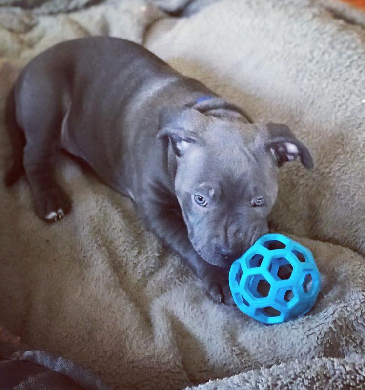 🐶🐶 BLUE NOSE 🐶🐶 AMERICAN PITBULL TERRIER PUPPIES Image eClassifieds4u