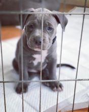 🐶🐶 BLUE NOSE 🐶🐶 AMERICAN PITBULL TERRIER PUPPIES