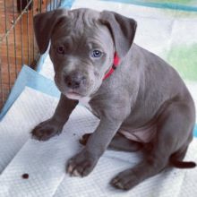 🐶🐶 BLUE NOSE 🐶🐶 AMERICAN PITBULL TERRIER PUPPIES