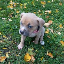 🐶🐶 BLUE NOSE 🐶🐶 AMERICAN PITBULL TERRIER PUPPIES