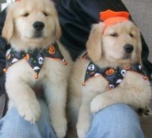 Adorable male and female Golden Retriever puppies available