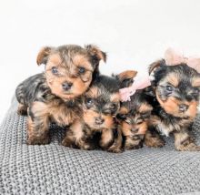 Adorable Yorkie puppies [shaneltinsley@gmail.com or (951) 430-2313]