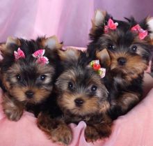Charming Cute Yorkie Puppies For Adoption [shaneltinsley@gmail.com or (951) 430-2313]