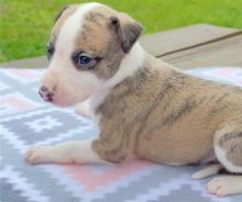 Male and Female Whippet Puppies