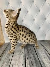 Savannah kittens