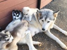 Two Amazing Pomsky Puppies Available And Ready To Go.