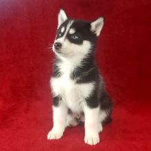 Two Lovely Pomsky Puppies For A Pet Lover Family