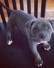 Well trained Blue nose Pitbull puppies for adoption