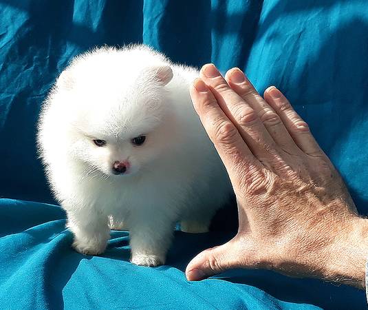 Adorable Pedigree Pomeranian Puppies Ready Image eClassifieds4u