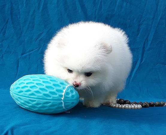 Beautiful White Pomeranian Boy and Girl Looking For Good Home. Image eClassifieds4u